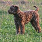 Lagotto Asti 6 Monate alt