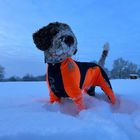 Lagotto-Bucky im Schnee