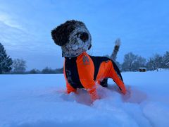 Lagotto-Bucky im Schnee