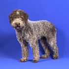 Lagotto DIBAH von der Pulvermacherei