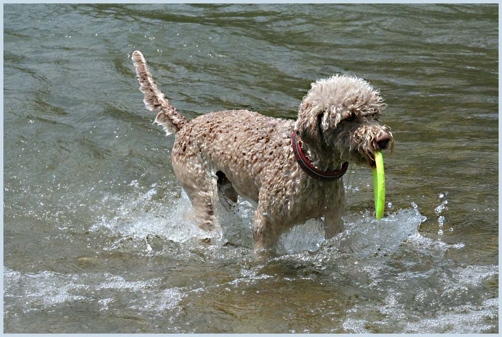 Lagotto Mia beim Baden