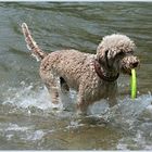 Lagotto Mia beim Baden