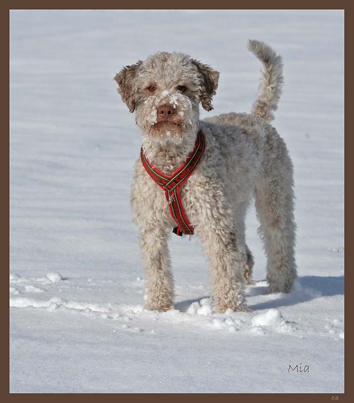 Lagotto Romagnolo