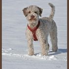 Lagotto Romagnolo