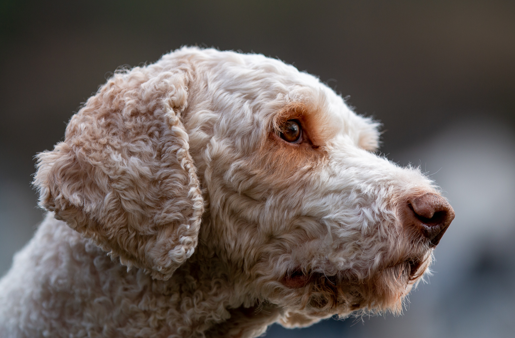 Lagotto Romagnolo Foto & Bild | tiere, haustiere, hunde Bilder auf ...