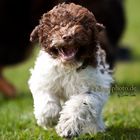 Lagotto Romagnolo