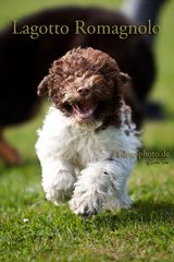 Lagotto Romagnolo