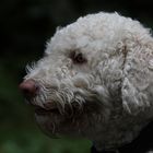 Lagotto Romagnolo