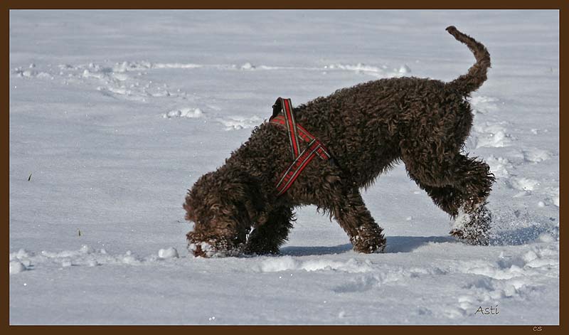 Lagotto Romagnolo.