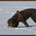 Lagotto Romagnolo.