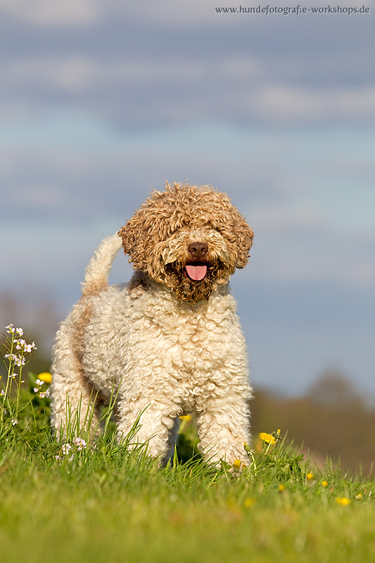 Lagotto Romagnolo