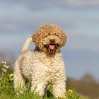 Lagotto Romagnolo