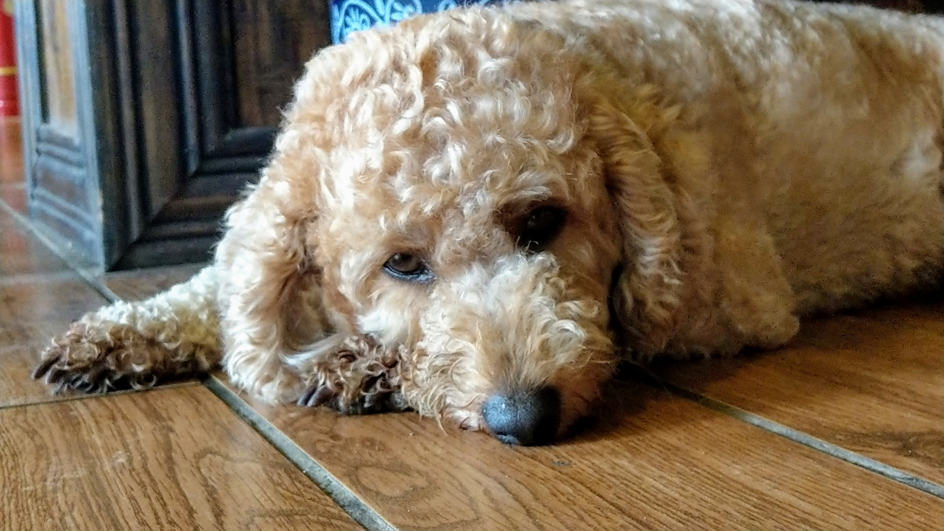 Lagotto Romagnolo