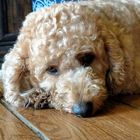 Lagotto Romagnolo