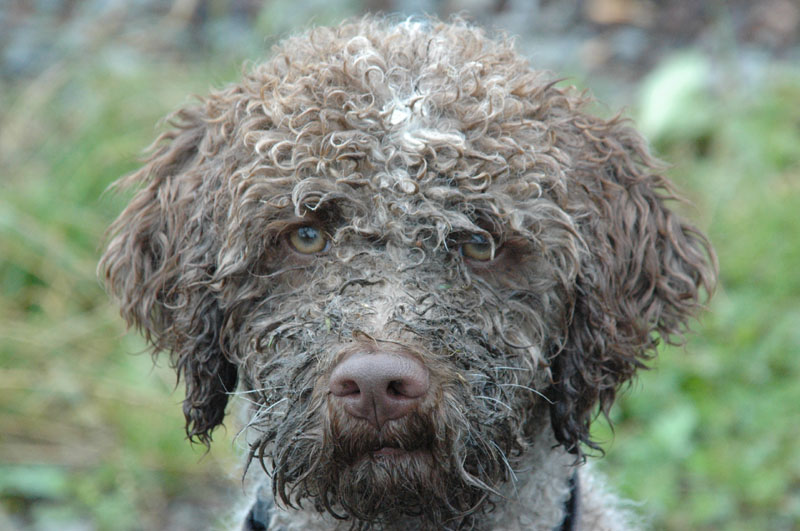 Lagotto Romagnolo DIBAH