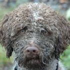 Lagotto Romagnolo DIBAH