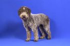 Lagotto Romagnolo DIBAH