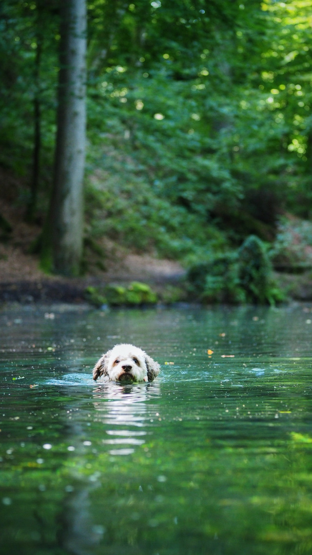 Lagotto Swimming In The Forest