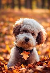 _Lagotto_Romagnolo_dog