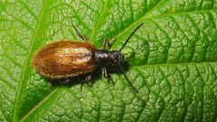 Lagria hirta - eine häufige von drei bei uns vorkommenden Arten der Wollkäfer (Fam. Lagriidae)