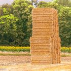 L'agriculture dans la Bourgogne