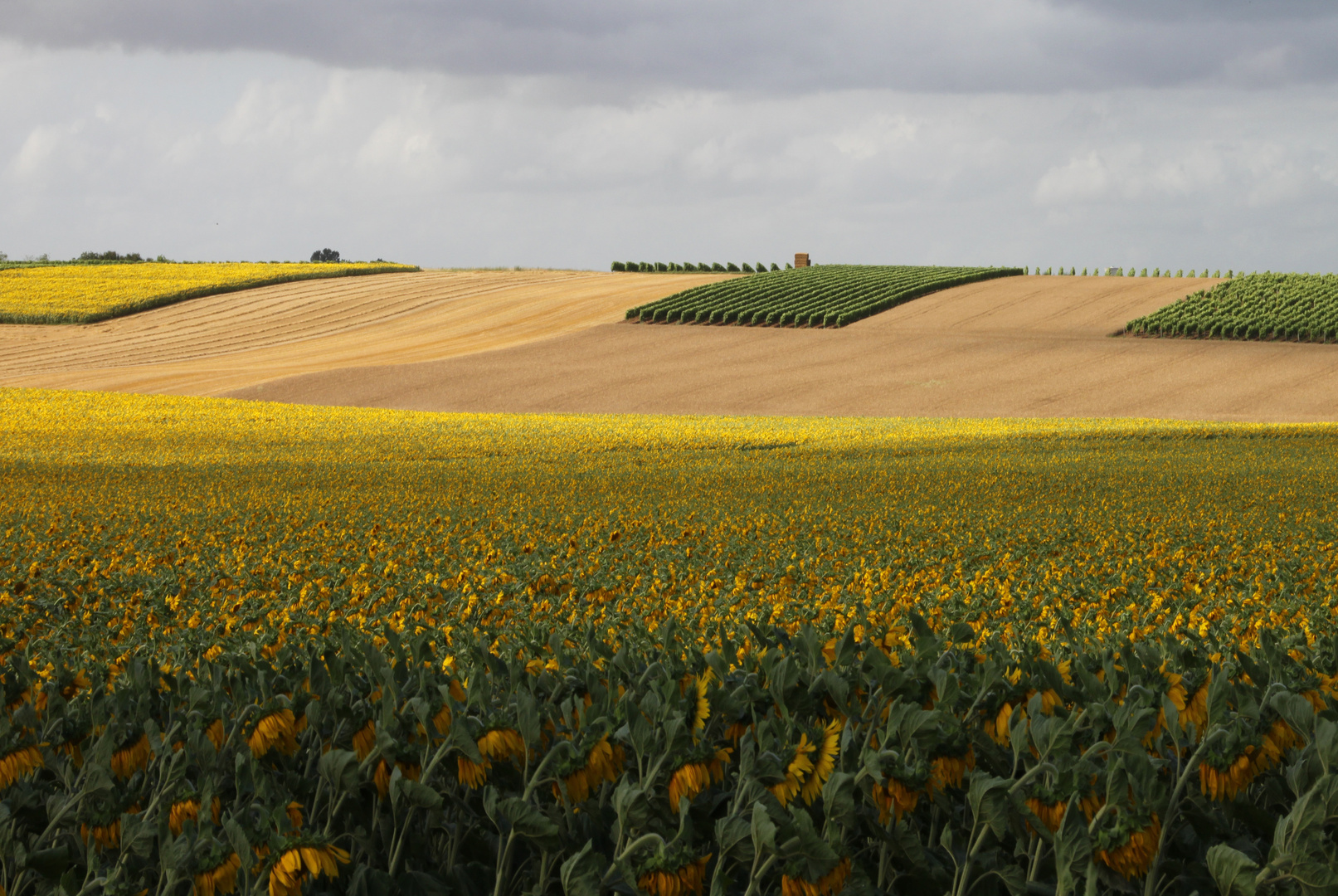 L'agriculture en Charente-Maritime