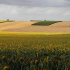 L'agriculture en Charente-Maritime