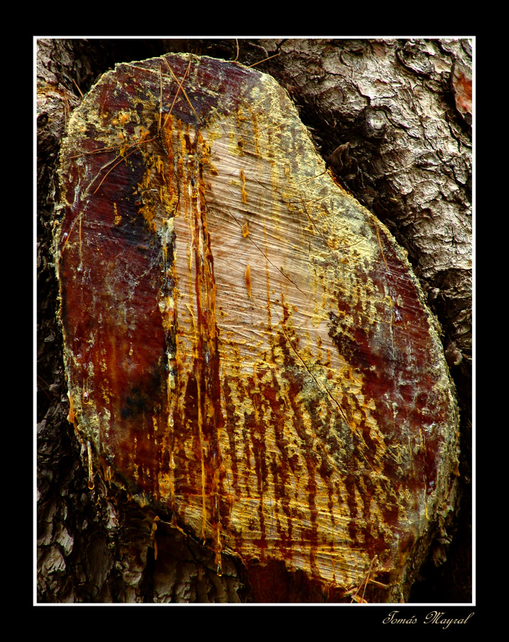 Lágrimas de Arbol.