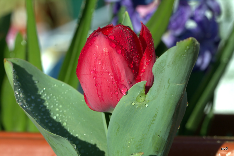 lagrimas de tulipan