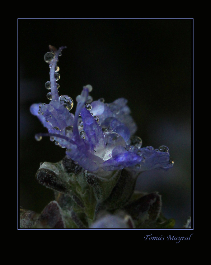 Lágrimas sobre AZUL -Dedicada a GRACIELA