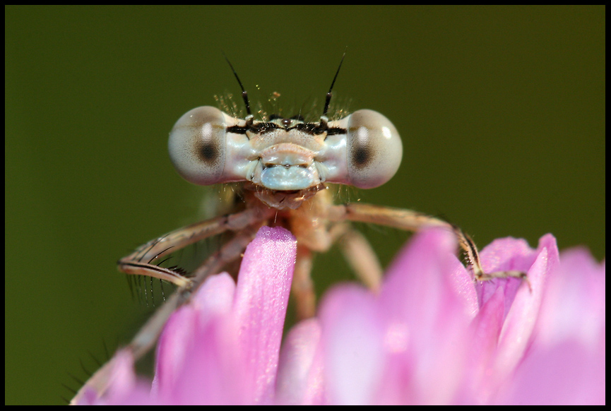 L'Agrion affleure...