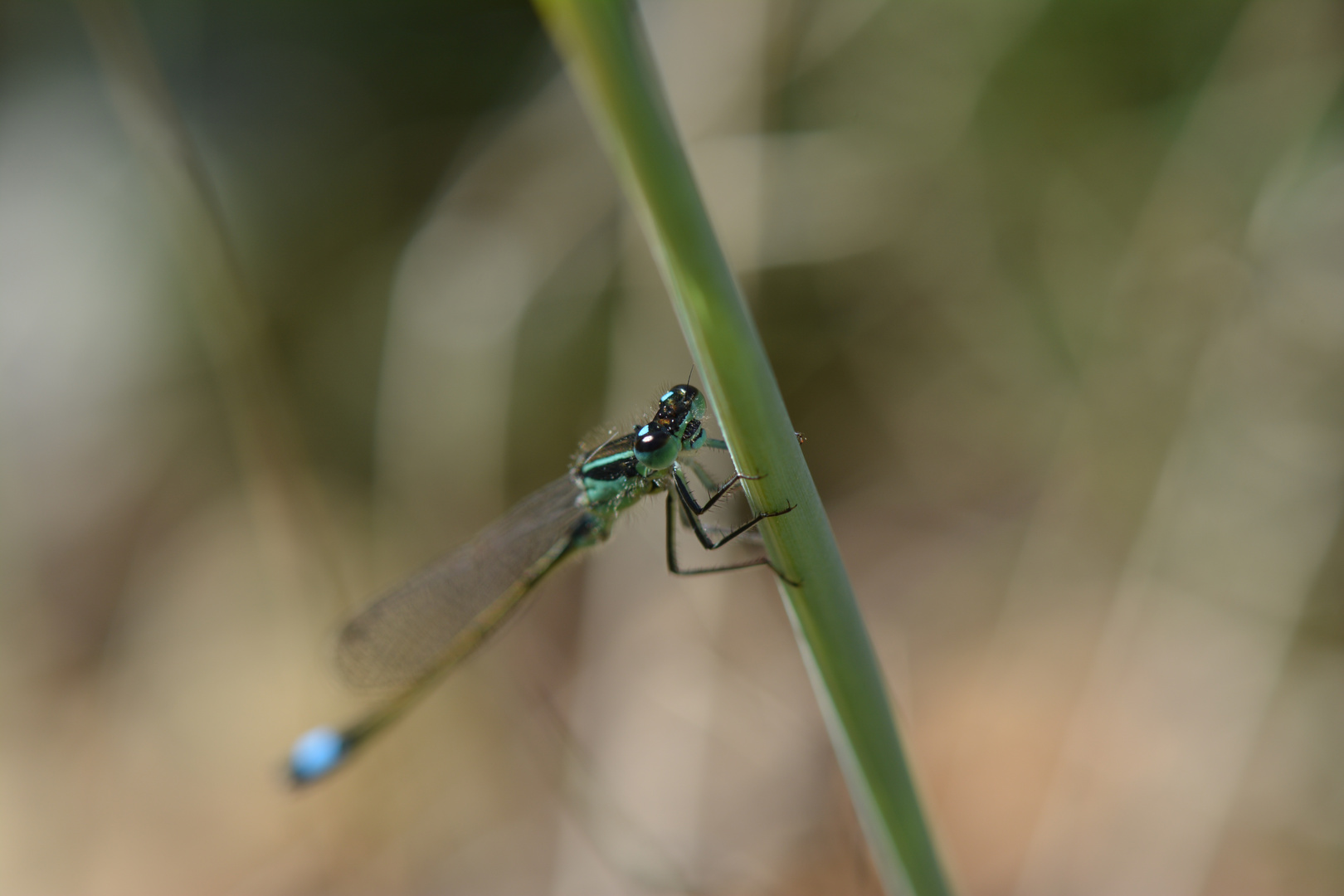 l'Agrion élégant