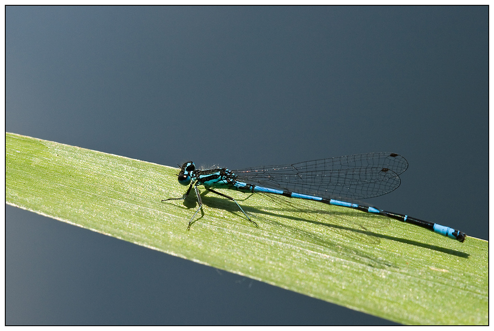 L'agrion et son ombre.