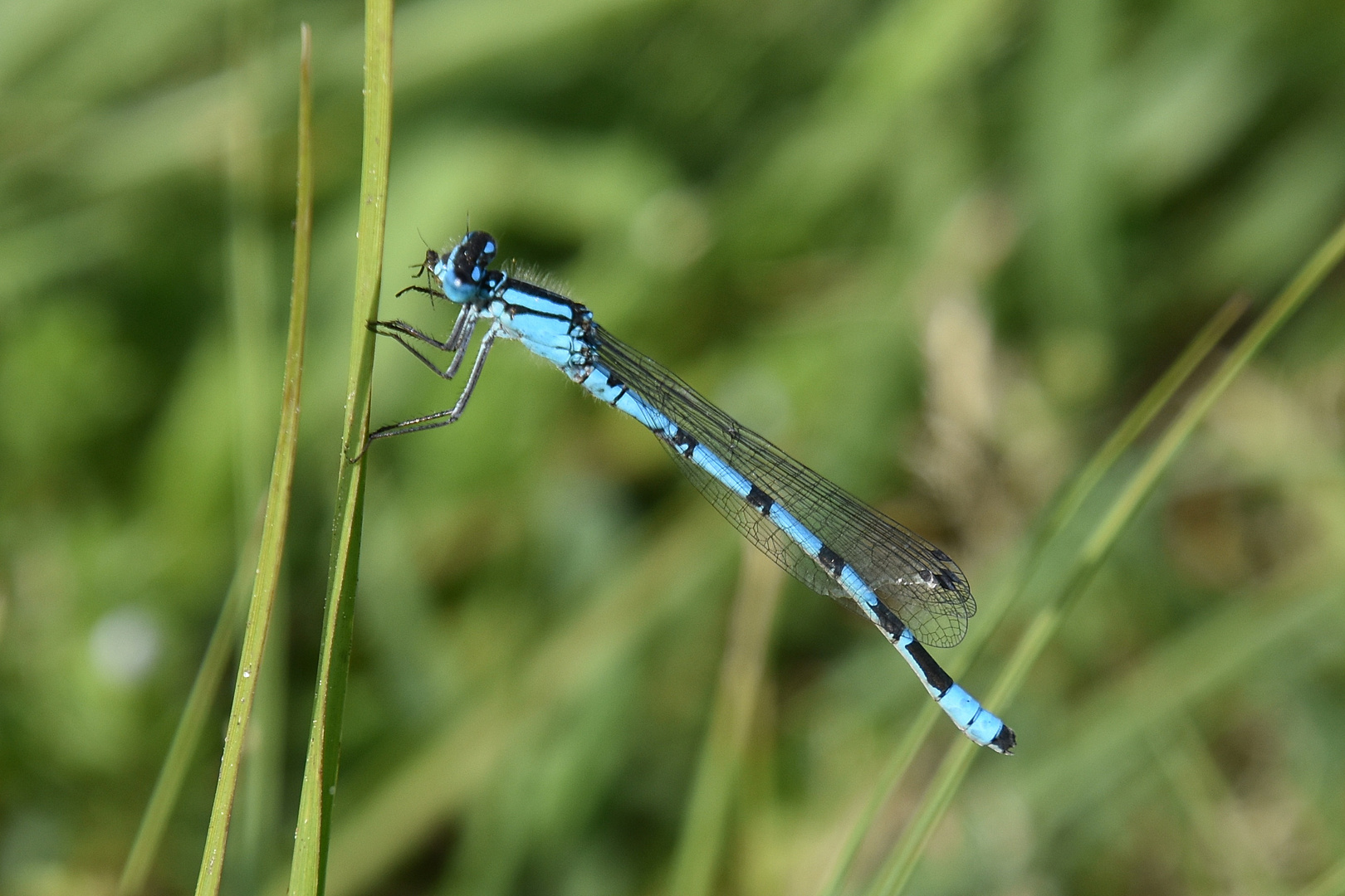 l'Agrion porte coupe, mâle