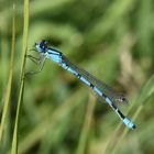 l'Agrion porte coupe, mâle