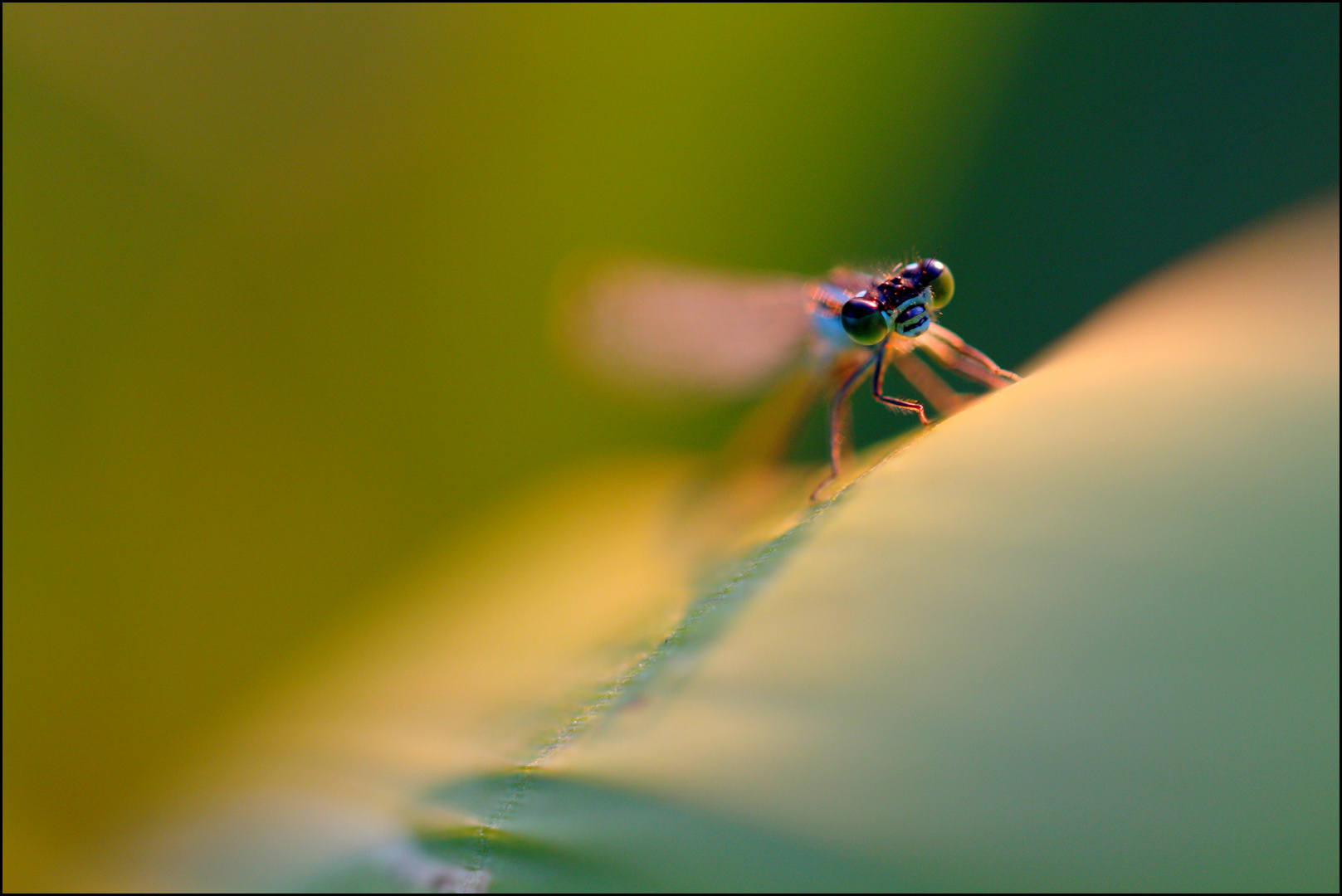 L'Agrion profite des derniers rayons