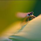 L'Agrion profite des derniers rayons