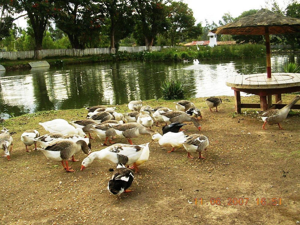 Laguna artificial - Casa Hacienda " La Collpa"