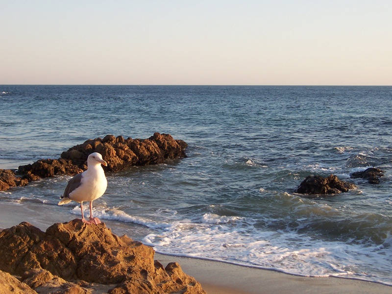 Laguna Beach CA