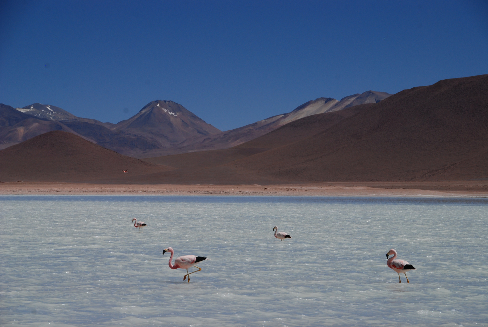 Laguna Blanca, Atacama Desert