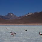 Laguna Blanca, Atacama Desert