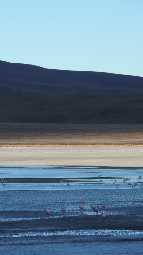 laguna boliviana - pink flamingos