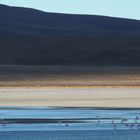 laguna boliviana - pink flamingos