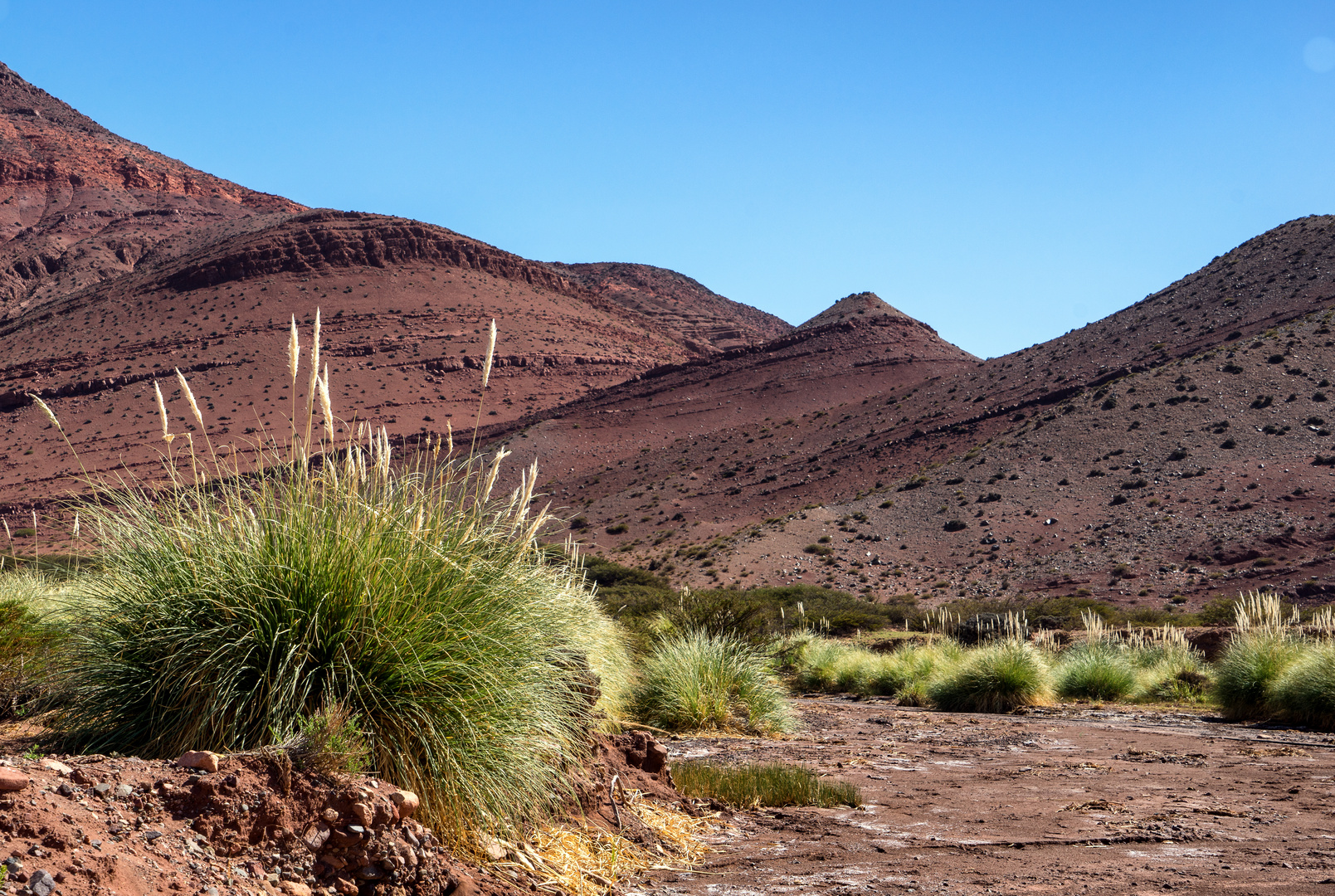 Laguna Brava - Überleben