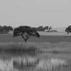 Laguna Calderón