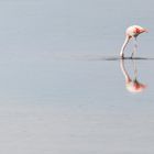 Laguna Chaxa