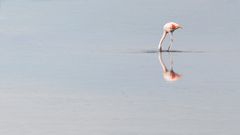 Laguna Chaxa