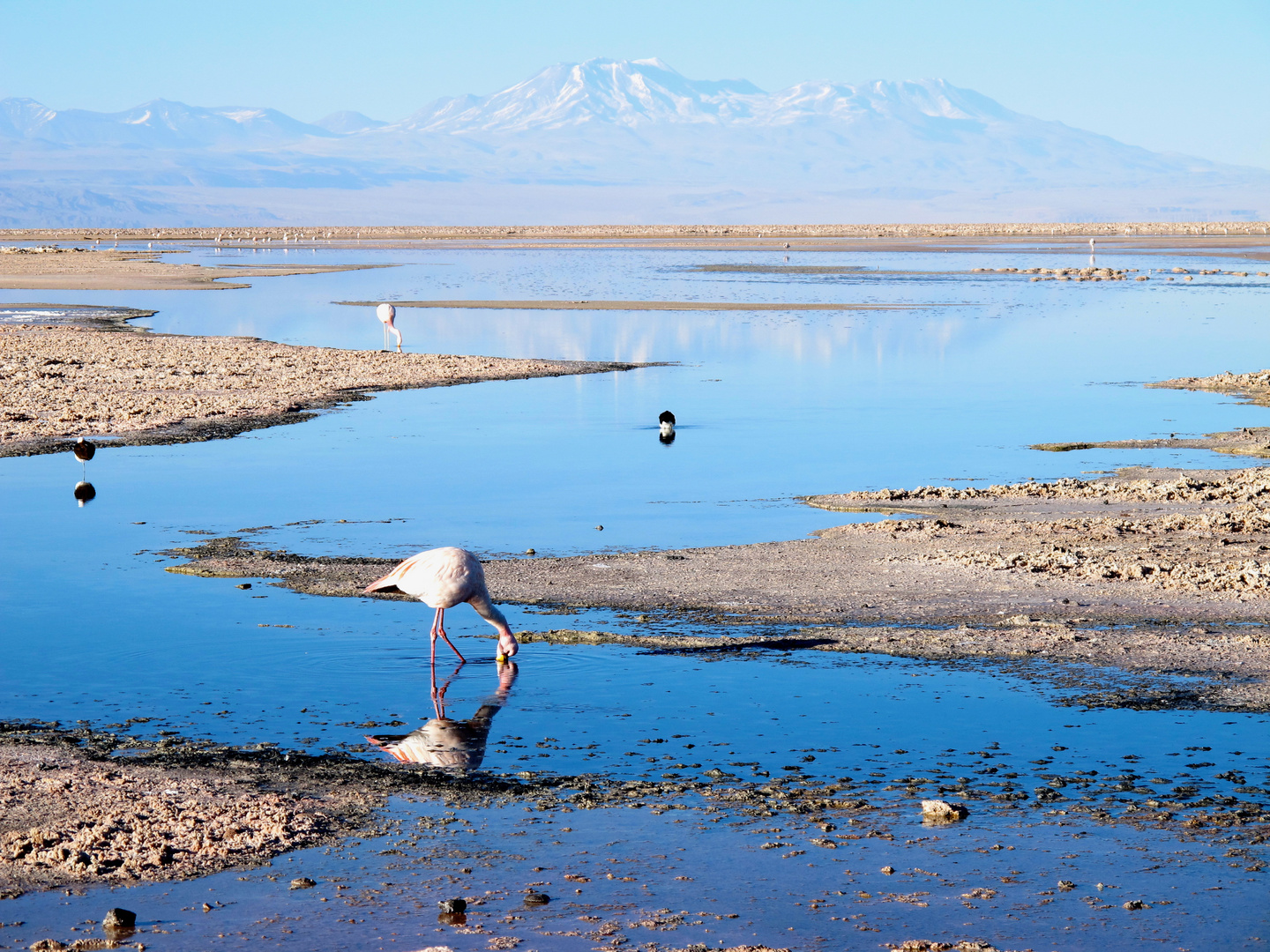 Laguna Chaxa, Chile (2013)