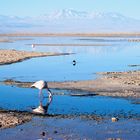 Laguna Chaxa, Chile (2013)