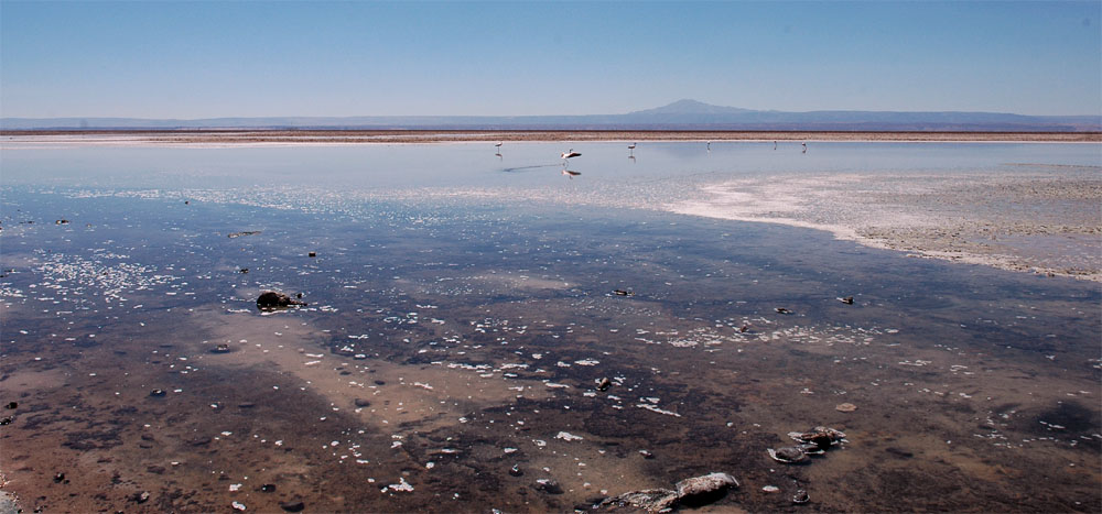 Laguna Chaxa im Sektor Soncor des Salar de Atacama